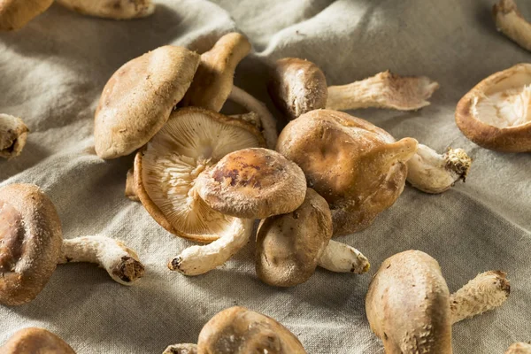Healthy Organic Fresh Shiitake Mushrooms — Stock Photo, Image