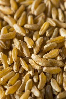 Ham organik kuru Kamut çilek tahıl