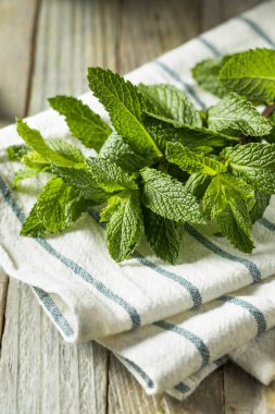 Ham yeşil organik taze nane yaprakları