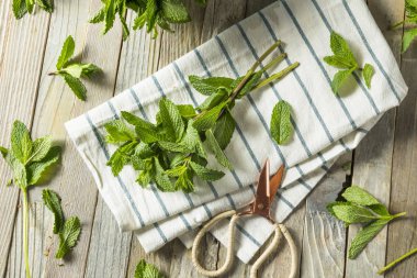 Ham yeşil organik taze nane yaprakları