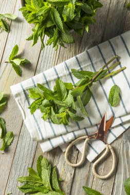 Ham yeşil organik taze nane yaprakları