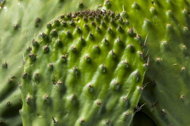 Ham yeşil organik kaktüs yaprak meyve