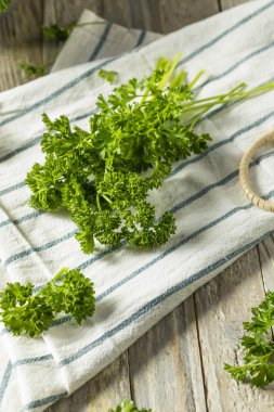 Ham yeşil organik kıvırcık maydanoz