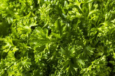Ham yeşil organik kıvırcık maydanoz