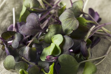 Çiğ mor organik turp Microgreens