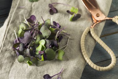 Çiğ mor organik turp Microgreens