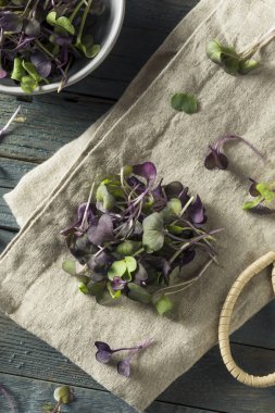 Çiğ mor organik turp Microgreens