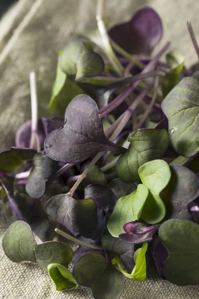 Raw Purple Organic Radish Microgreens — Stock Photo, Image