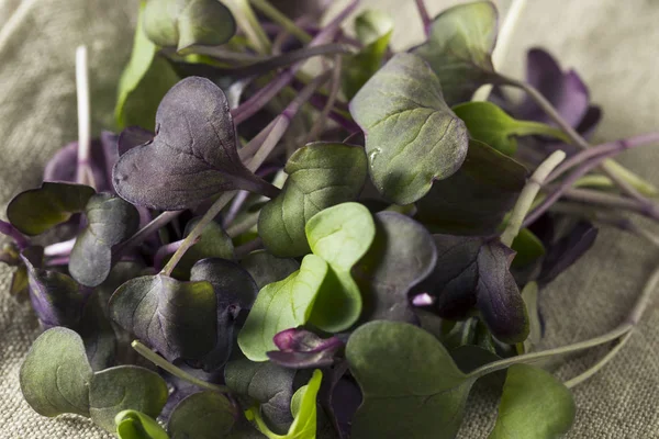 Raw Purple Rábano ecológico Microgreens —  Fotos de Stock