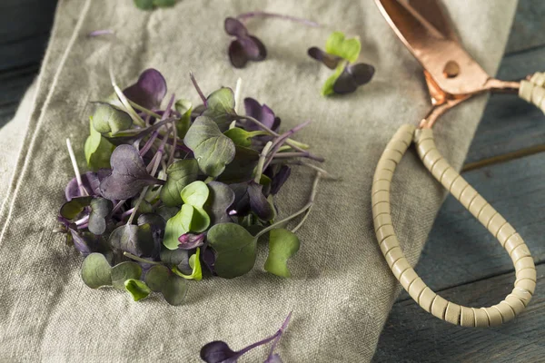 Ruwe paarse organische radijs Microgreens — Stockfoto