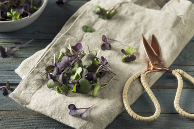 Çiğ mor organik turp Microgreens