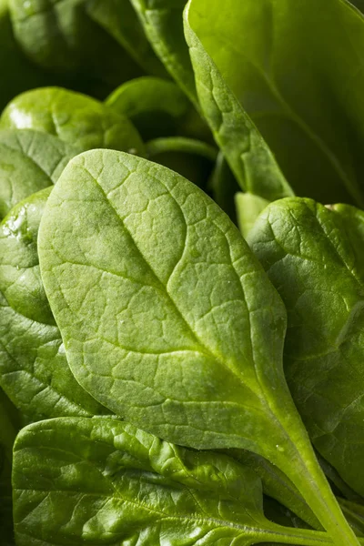 Foglie di spinaci organici verdi crudi — Foto Stock