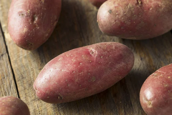RAW οργανικό κόκκινο Fingerling πατάτες — Φωτογραφία Αρχείου