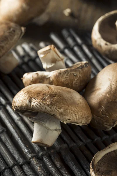원시 유기 포토 벨로 버섯 — 스톡 사진