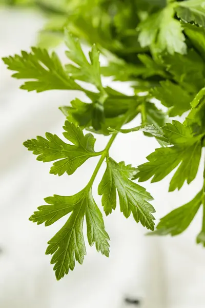 Сырой зеленый органический итальянский плоский лист петрушки — стоковое фото