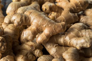 Çiğ kahverengi organik baharatlı zencefil kökü.