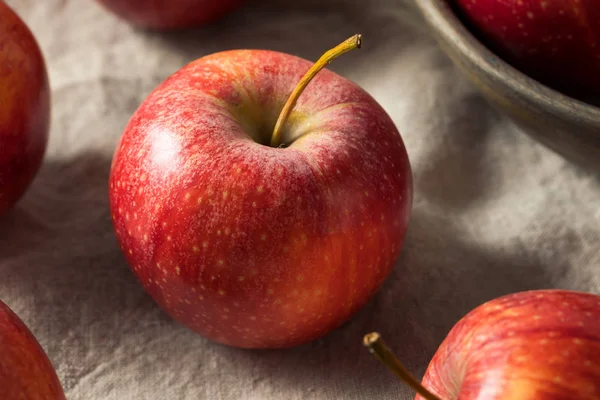 Manzanas de gala orgánicas rojas crudas — Foto de Stock