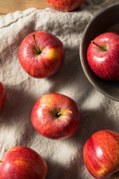 Manzanas de gala orgánicas rojas crudas — Foto de Stock