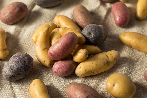 Patatas dactilares orgánicas crudas — Foto de Stock