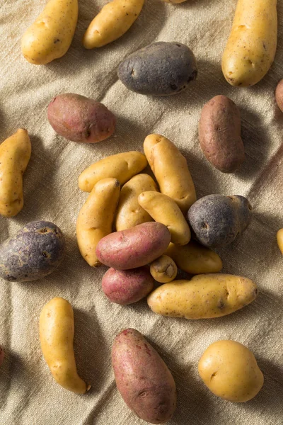 Ακατέργαστη βιολογική Fingerling πατάτες — Φωτογραφία Αρχείου