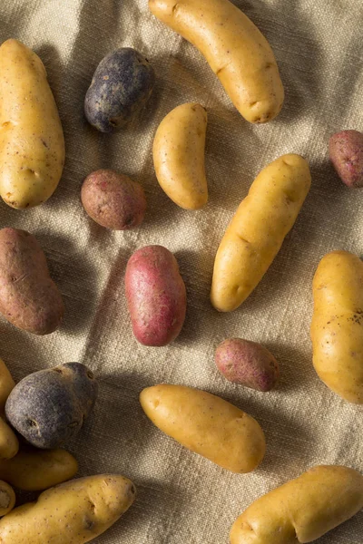Ржаной органический картофель — стоковое фото