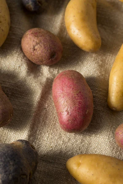 Patatas dactilares orgánicas crudas — Foto de Stock