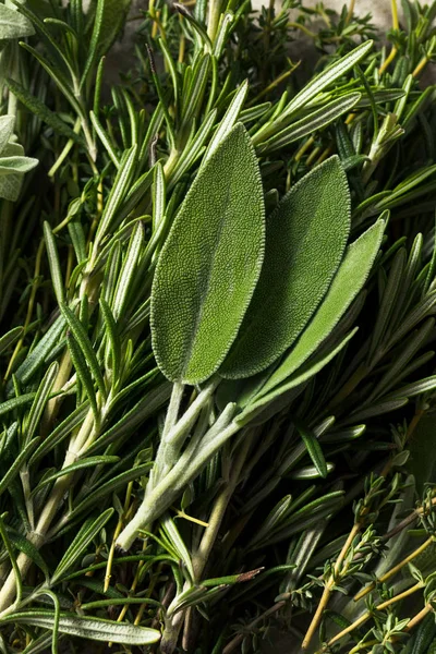 Зелені оливкові трави з Розмарі. — стокове фото