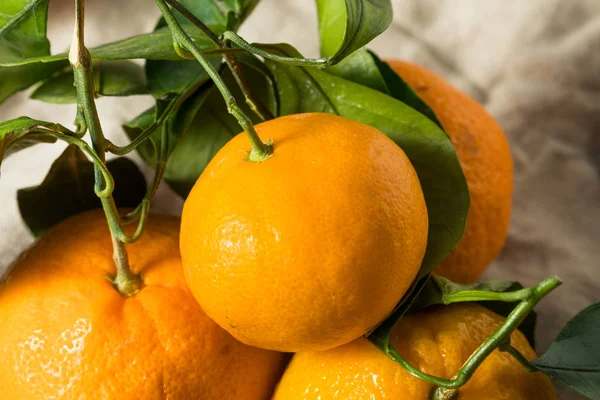 Råa apelsin organiska mandariner — Stockfoto