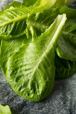 Çiğ Yeşil Organik Romaine Yaprakları