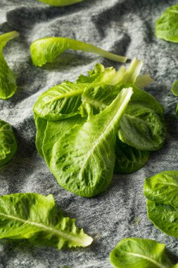 Çiğ Yeşil Organik Romaine Yaprakları