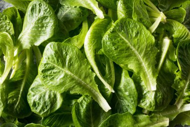 Çiğ Yeşil Organik Romaine Yaprakları