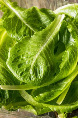 Çiğ Yeşil Organik Romaine Yaprakları