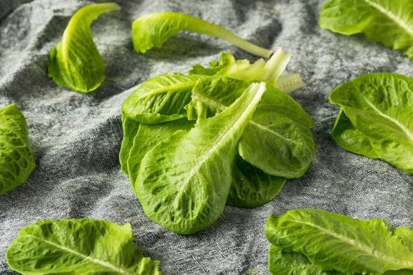 Raw Green Organic Romaine Hojas —  Fotos de Stock