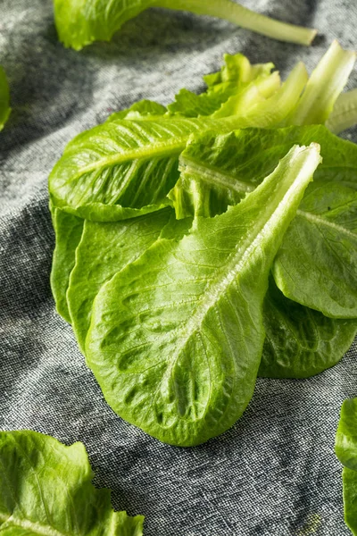 Raw Green Organic Romaine Hojas — Foto de Stock