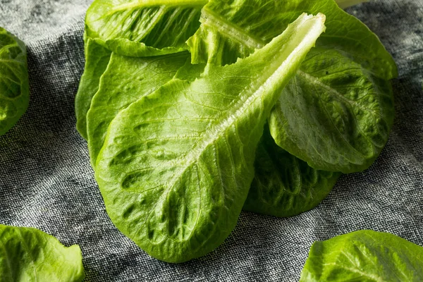 Folhas orgânicas verdes cruas de Romaine — Fotografia de Stock