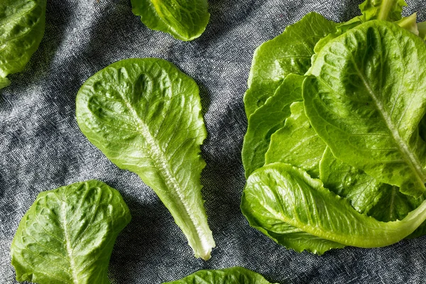 Surowe zielone organiczne liście Romaine — Zdjęcie stockowe