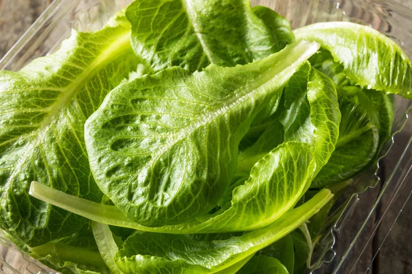 Surowe zielone organiczne liście Romaine — Zdjęcie stockowe