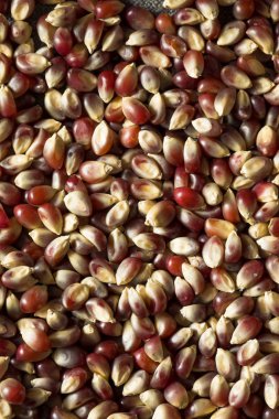 Çiğ organik patlamış mısır.