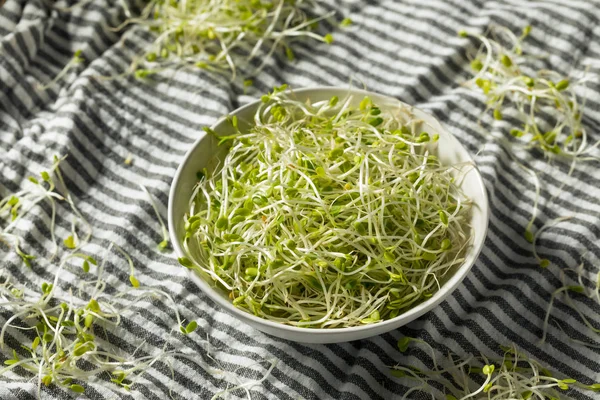 Raw Green Organic Clover Sprouts MIcrogreens — 스톡 사진