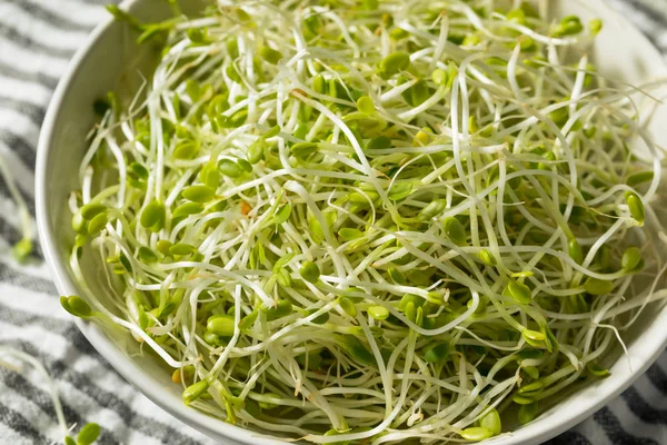 Çiğ Yeşil Organik Yonga Filizleri Mikroçimler