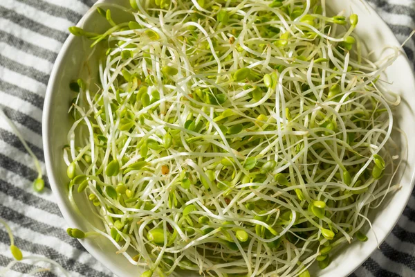 Germogli di trifoglio biologico verde grezzo MIcrogreens — Foto Stock