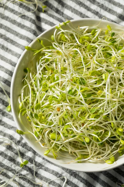 Raw Green Organic Clover Sprouts MIcrogreens — Stock Photo, Image