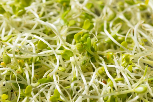 Raw Green Organic Clover Sprouts MIcrogreens — Stock Photo, Image