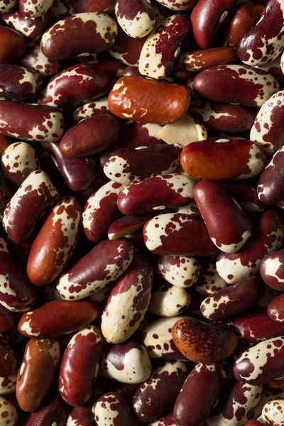 Raw Red Organic Cattle Beans — Stock Photo, Image