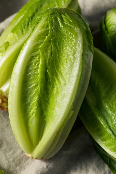 Lattuga verde cruda biologica tagliata Romaine — Foto Stock