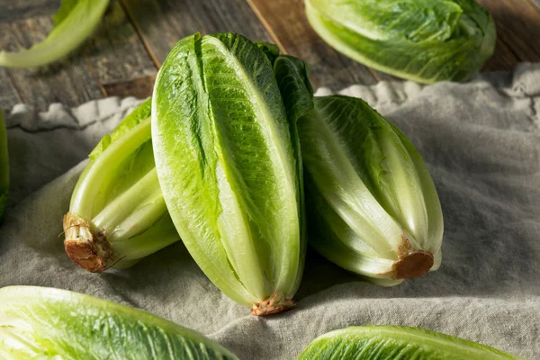 Raw Green Organic Cut Up Romaine Lettuce — Stock Photo, Image