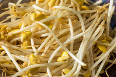 Çiğ Beyaz Organik Fasulye Filizi