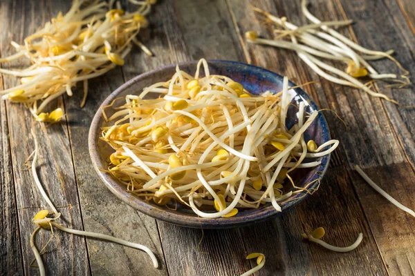 Brotes de frijol orgánico blanco crudo —  Fotos de Stock