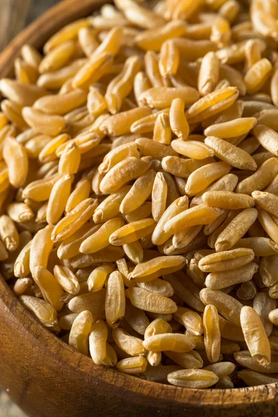 Suchy brązowy organiczny pszenica Khorasan — Zdjęcie stockowe