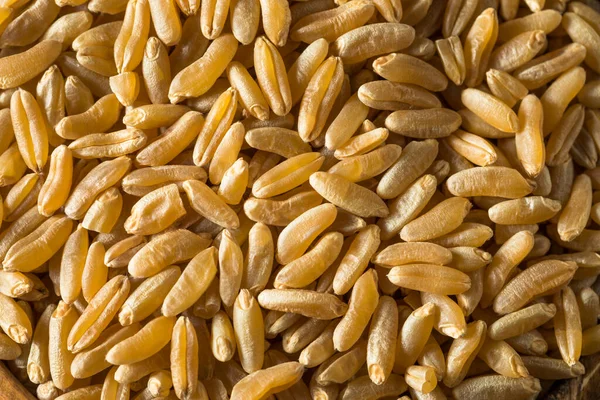 干褐麦有机胡拉桑小麦 — 图库照片